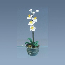 Orchidée blanche dans pot oval beige