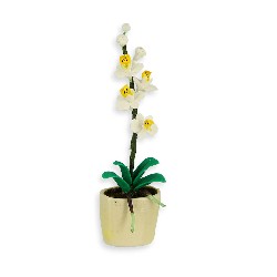Orchidée blanche dans pot oval beige
